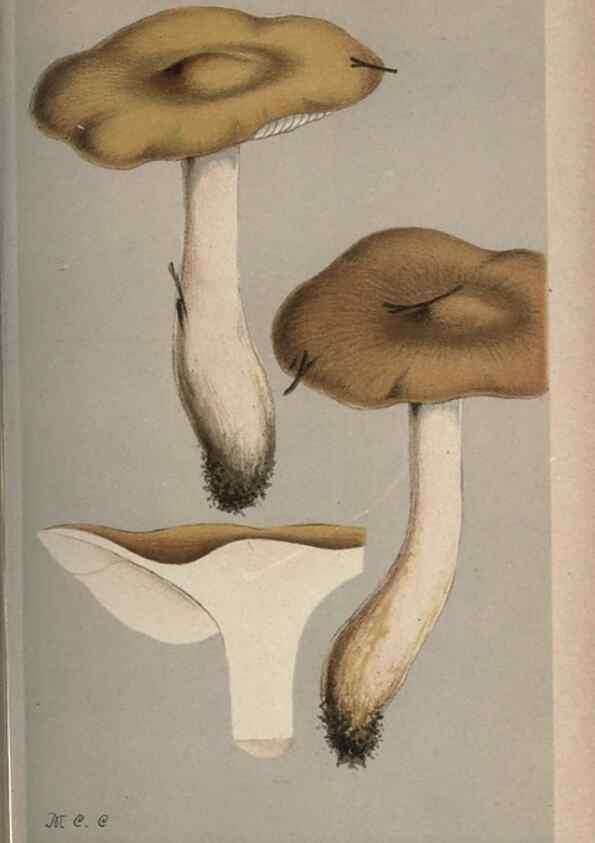 Reproducción/Reproduction 8163885551: Illustrations of British Fungi (Hymenomycetes), to serve as an atlas to the ""Handbook of British Fungi"".. LondonWilliams and Norgate1881-91
