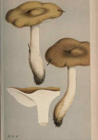 Reproducción/Reproduction 8163885551: Illustrations of British Fungi (Hymenomycetes), to serve as an atlas to the ""Handbook of British Fungi"".. LondonWilliams and Norgate1881-91
