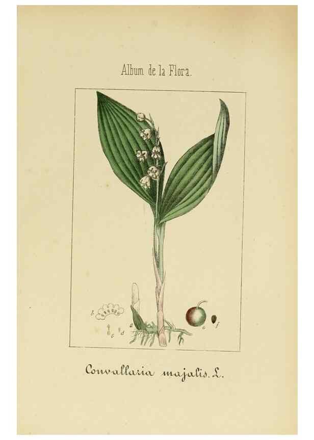 Reproducción/Reproduction 8157655455: Album de la flora médico-farmacéutica é industrial, indígena y exótica,. Madrid,Impr. de la Galeria literaria,1862-64.