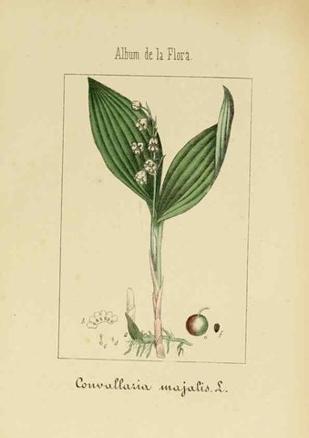 Reproducción/Reproduction 8157655455: Album de la flora médico-farmacéutica é industrial, indígena y exótica,. Madrid,Impr. de la Galeria literaria,1862-64.
