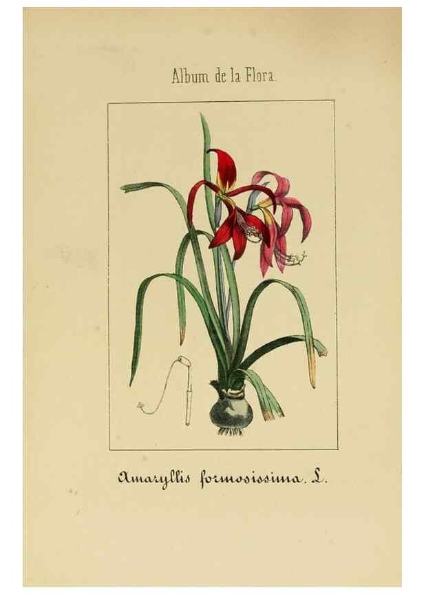 Reproducción/Reproduction 8157687550: Album de la flora médico-farmacéutica é industrial, indígena y exótica,. Madrid,Impr. de la Galeria literaria,1862-64.