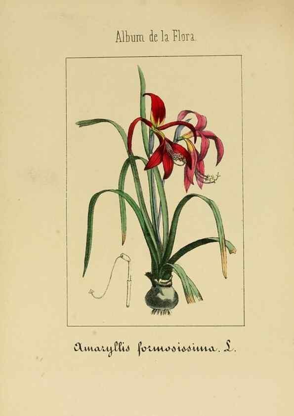 Reproducción/Reproduction 8157687550: Album de la flora médico-farmacéutica é industrial, indígena y exótica,. Madrid,Impr. de la Galeria literaria,1862-64.