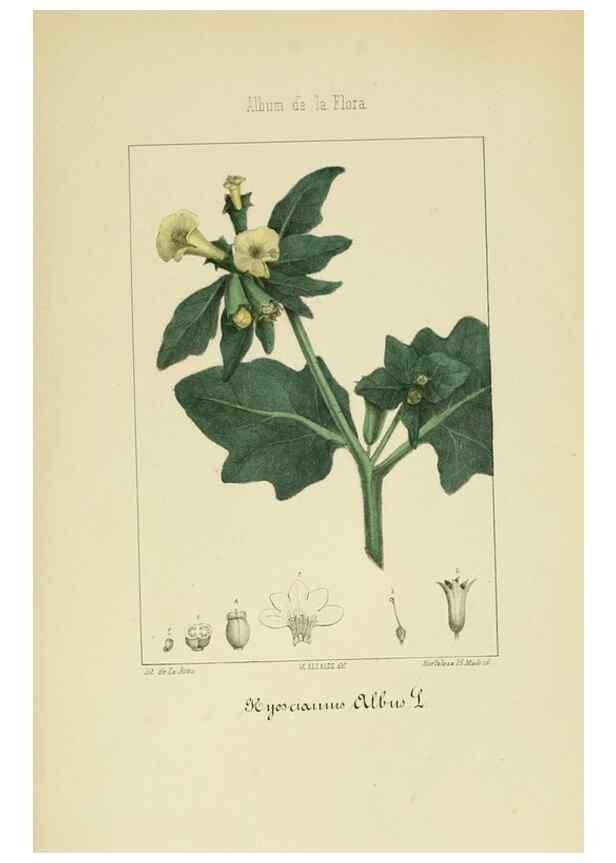 Reproducción/Reproduction 8157661742: Album de la flora médico-farmacéutica é industrial, indígena y exótica,. Madrid,Impr. de la Galeria literaria,1862-64.