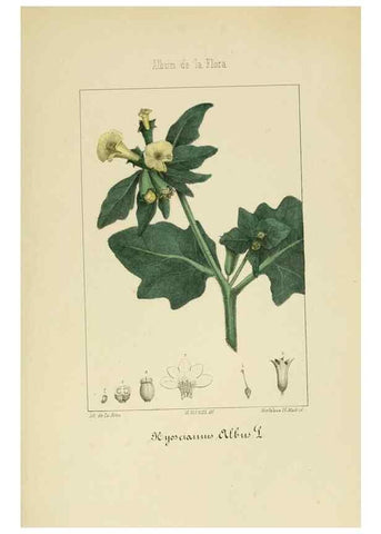 Reproducción/Reproduction 8157661742: Album de la flora médico-farmacéutica é industrial, indígena y exótica,. Madrid,Impr. de la Galeria literaria,1862-64.