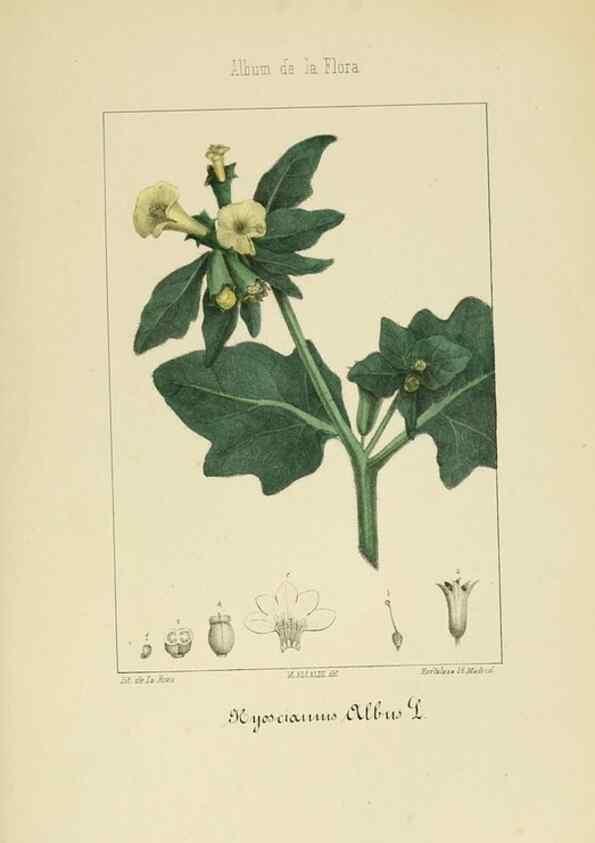 Reproducción/Reproduction 8157661742: Album de la flora médico-farmacéutica é industrial, indígena y exótica,. Madrid,Impr. de la Galeria literaria,1862-64.