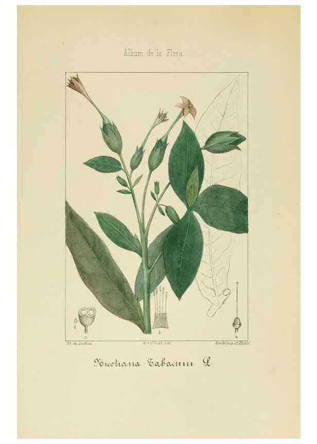 Reproducción/Reproduction 8157629963: Album de la flora médico-farmacéutica é industrial, indígena y exótica,. Madrid,Impr. de la Galeria literaria,1862-64.