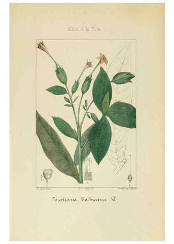 Reproducción/Reproduction 8157629963: Album de la flora médico-farmacéutica é industrial, indígena y exótica,. Madrid,Impr. de la Galeria literaria,1862-64.
