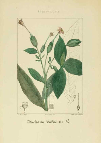 Reproducción/Reproduction 8157629963: Album de la flora médico-farmacéutica é industrial, indígena y exótica,. Madrid,Impr. de la Galeria literaria,1862-64.