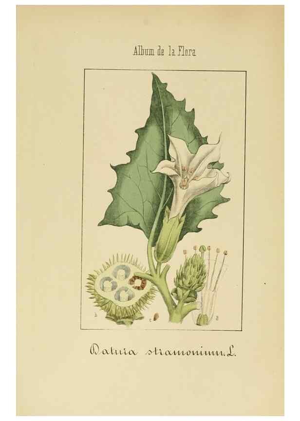 Reproducción/Reproduction 8157630413: Album de la flora médico-farmacéutica é industrial, indígena y exótica,. Madrid,Impr. de la Galeria literaria,1862-64.