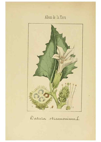 Reproducción/Reproduction 8157630413: Album de la flora médico-farmacéutica é industrial, indígena y exótica,. Madrid,Impr. de la Galeria literaria,1862-64.