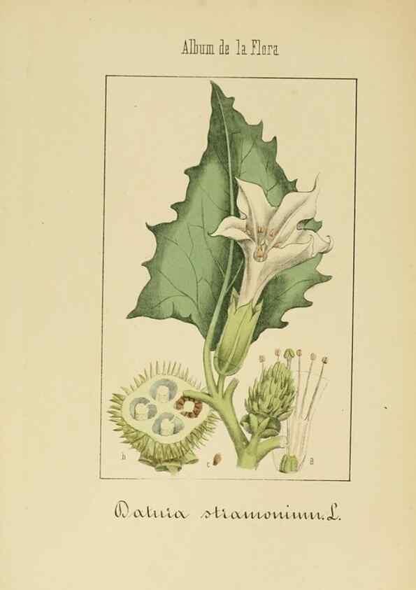 Reproducción/Reproduction 8157630413: Album de la flora médico-farmacéutica é industrial, indígena y exótica,. Madrid,Impr. de la Galeria literaria,1862-64.