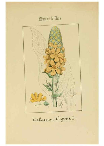 Reproducción/Reproduction 8157630865: Album de la flora médico-farmacéutica é industrial, indígena y exótica,. Madrid,Impr. de la Galeria literaria,1862-64.