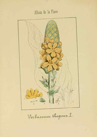 Reproducción/Reproduction 8157630865: Album de la flora médico-farmacéutica é industrial, indígena y exótica,. Madrid,Impr. de la Galeria literaria,1862-64.