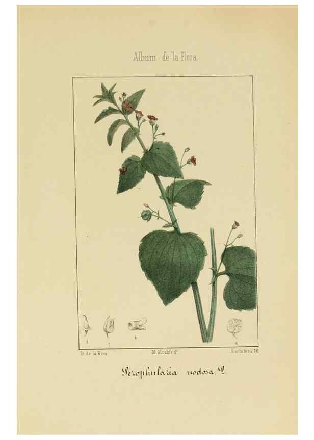 Reproducción/Reproduction 8157631289: Album de la flora médico-farmacéutica é industrial, indígena y exótica,. Madrid,Impr. de la Galeria literaria,1862-64.
