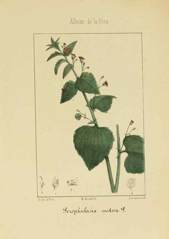 Reproducción/Reproduction 8157631289: Album de la flora médico-farmacéutica é industrial, indígena y exótica,. Madrid,Impr. de la Galeria literaria,1862-64.