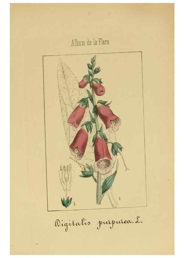 Reproducción/Reproduction 8157631729: Album de la flora médico-farmacéutica é industrial, indígena y exótica,. Madrid,Impr. de la Galeria literaria,1862-64.