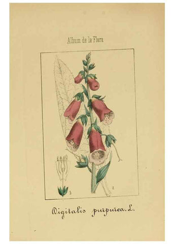 Reproducción/Reproduction 8157631729: Album de la flora médico-farmacéutica é industrial, indígena y exótica,. Madrid,Impr. de la Galeria literaria,1862-64.