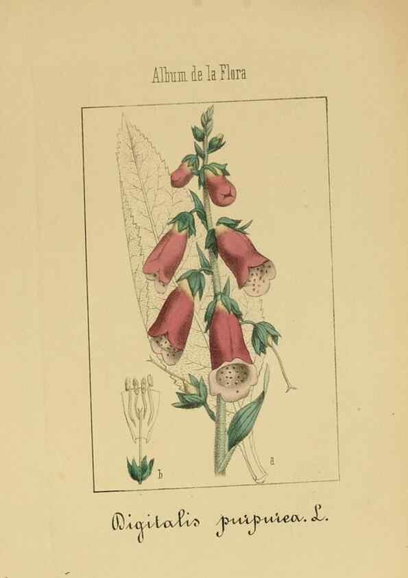 Reproducción/Reproduction 8157631729: Album de la flora médico-farmacéutica é industrial, indígena y exótica,. Madrid,Impr. de la Galeria literaria,1862-64.