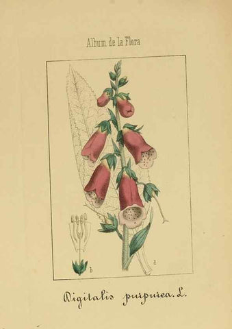 Reproducción/Reproduction 8157631729: Album de la flora médico-farmacéutica é industrial, indígena y exótica,. Madrid,Impr. de la Galeria literaria,1862-64.
