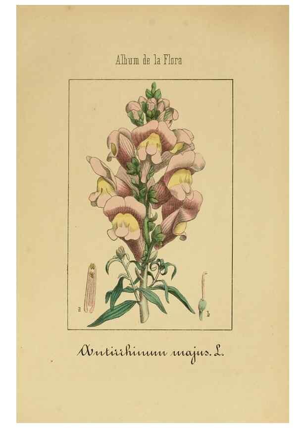 Reproducción/Reproduction 8157632215: Album de la flora médico-farmacéutica é industrial, indígena y exótica,. Madrid,Impr. de la Galeria literaria,1862-64.