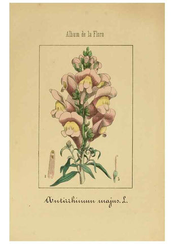 Reproducción/Reproduction 8157632215: Album de la flora médico-farmacéutica é industrial, indígena y exótica,. Madrid,Impr. de la Galeria literaria,1862-64.