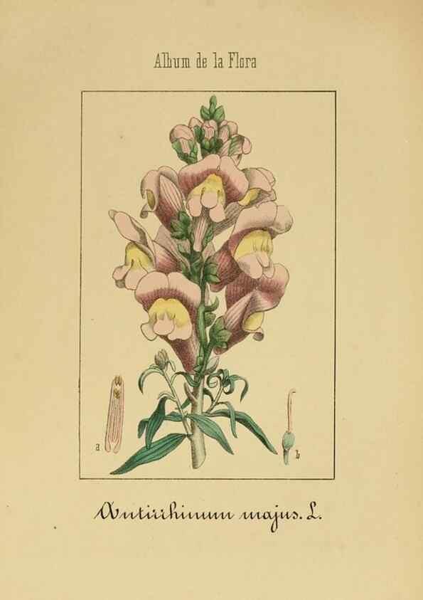 Reproducción/Reproduction 8157632215: Album de la flora médico-farmacéutica é industrial, indígena y exótica,. Madrid,Impr. de la Galeria literaria,1862-64.