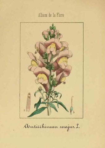 Reproducción/Reproduction 8157632215: Album de la flora médico-farmacéutica é industrial, indígena y exótica,. Madrid,Impr. de la Galeria literaria,1862-64.