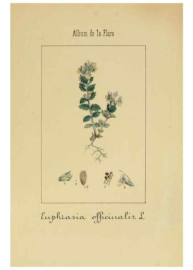 Reproducción/Reproduction 8157632891: Album de la flora médico-farmacéutica é industrial, indígena y exótica,. Madrid,Impr. de la Galeria literaria,1862-64.