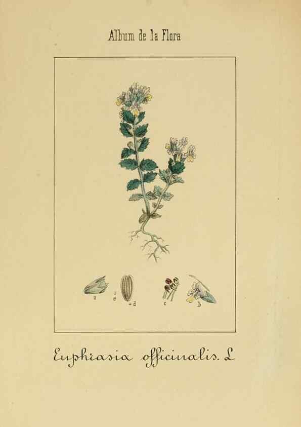 Reproducción/Reproduction 8157632891: Album de la flora médico-farmacéutica é industrial, indígena y exótica,. Madrid,Impr. de la Galeria literaria,1862-64.