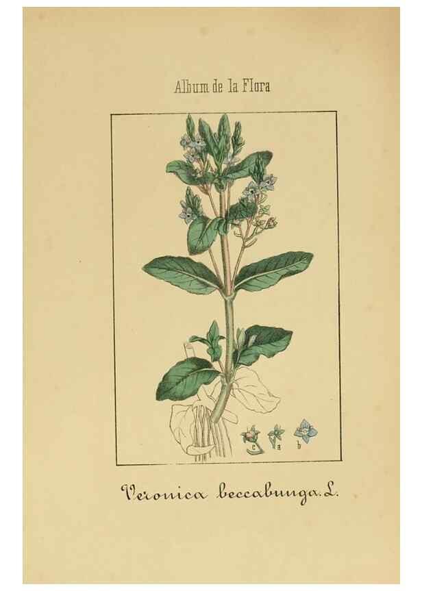 Reproducción/Reproduction 8157633283: Album de la flora médico-farmacéutica é industrial, indígena y exótica,. Madrid,Impr. de la Galeria literaria,1862-64.