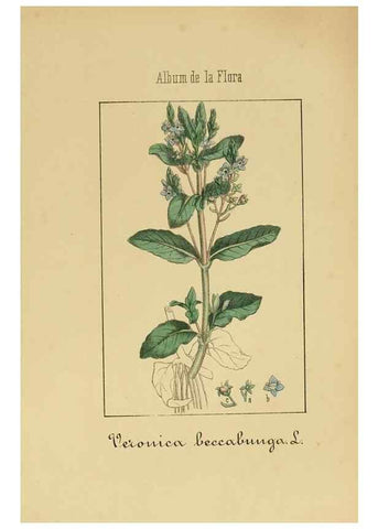 Reproducción/Reproduction 8157633283: Album de la flora médico-farmacéutica é industrial, indígena y exótica,. Madrid,Impr. de la Galeria literaria,1862-64.