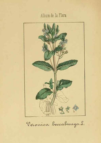 Reproducción/Reproduction 8157633283: Album de la flora médico-farmacéutica é industrial, indígena y exótica,. Madrid,Impr. de la Galeria literaria,1862-64.