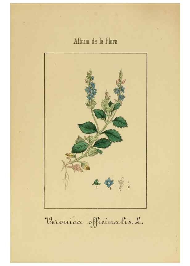 Reproducción/Reproduction 8157633737: Album de la flora médico-farmacéutica é industrial, indígena y exótica,. Madrid,Impr. de la Galeria literaria,1862-64.