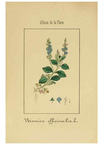 Reproducción/Reproduction 8157633737: Album de la flora médico-farmacéutica é industrial, indígena y exótica,. Madrid,Impr. de la Galeria literaria,1862-64.