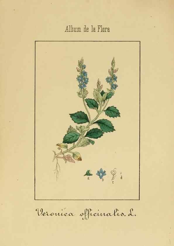 Reproducción/Reproduction 8157633737: Album de la flora médico-farmacéutica é industrial, indígena y exótica,. Madrid,Impr. de la Galeria literaria,1862-64.