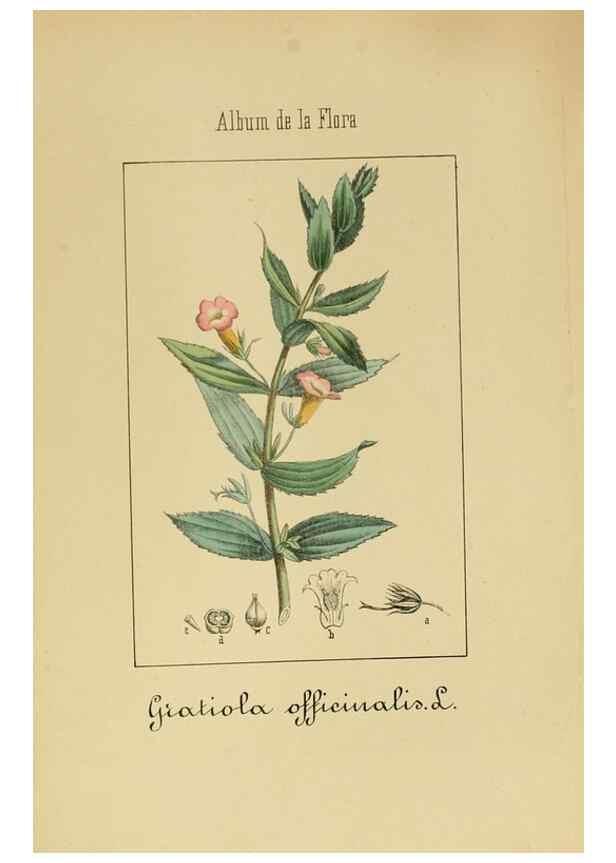 Reproducción/Reproduction 8157634133: Album de la flora médico-farmacéutica é industrial, indígena y exótica,. Madrid,Impr. de la Galeria literaria,1862-64.
