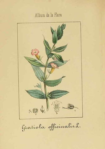 Reproducción/Reproduction 8157634133: Album de la flora médico-farmacéutica é industrial, indígena y exótica,. Madrid,Impr. de la Galeria literaria,1862-64.