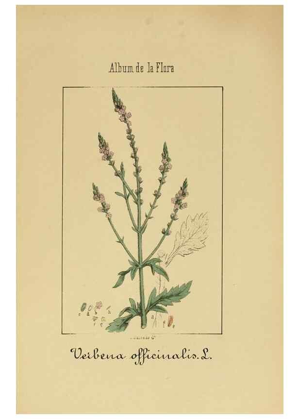 Reproducción/Reproduction 8157634567: Album de la flora médico-farmacéutica é industrial, indígena y exótica,. Madrid,Impr. de la Galeria literaria,1862-64.