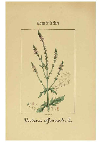 Reproducción/Reproduction 8157634567: Album de la flora médico-farmacéutica é industrial, indígena y exótica,. Madrid,Impr. de la Galeria literaria,1862-64.