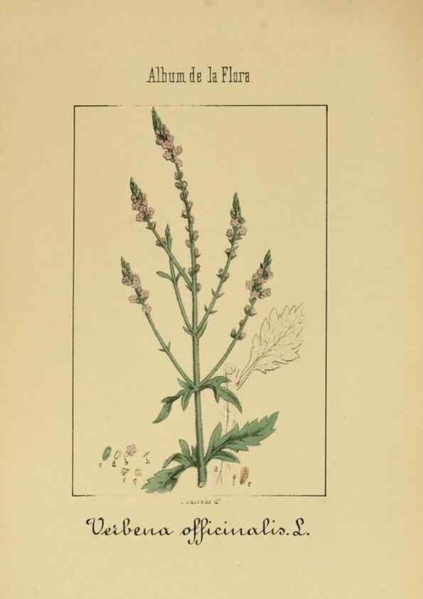 Reproducción/Reproduction 8157634567: Album de la flora médico-farmacéutica é industrial, indígena y exótica,. Madrid,Impr. de la Galeria literaria,1862-64.