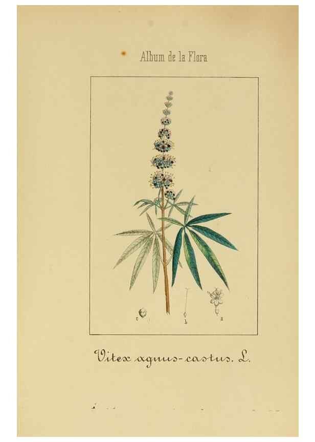 Reproducción/Reproduction 8157635049: Album de la flora médico-farmacéutica é industrial, indígena y exótica,. Madrid,Impr. de la Galeria literaria,1862-64.