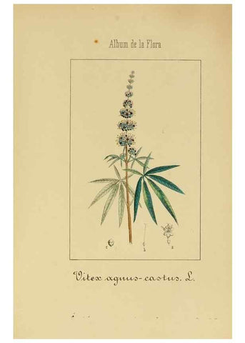 Reproducción/Reproduction 8157635049: Album de la flora médico-farmacéutica é industrial, indígena y exótica,. Madrid,Impr. de la Galeria literaria,1862-64.