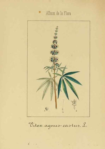 Reproducción/Reproduction 8157635049: Album de la flora médico-farmacéutica é industrial, indígena y exótica,. Madrid,Impr. de la Galeria literaria,1862-64.