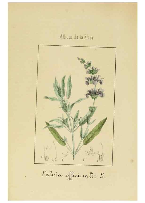 Reproducción/Reproduction 8157635389: Album de la flora médico-farmacéutica é industrial, indígena y exótica,. Madrid,Impr. de la Galeria literaria,1862-64.