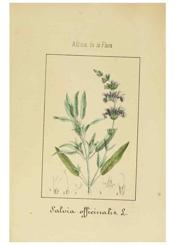 Reproducción/Reproduction 8157635389: Album de la flora médico-farmacéutica é industrial, indígena y exótica,. Madrid,Impr. de la Galeria literaria,1862-64.
