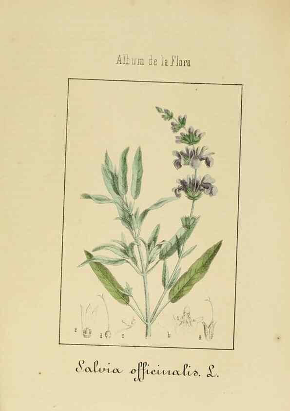 Reproducción/Reproduction 8157635389: Album de la flora médico-farmacéutica é industrial, indígena y exótica,. Madrid,Impr. de la Galeria literaria,1862-64.