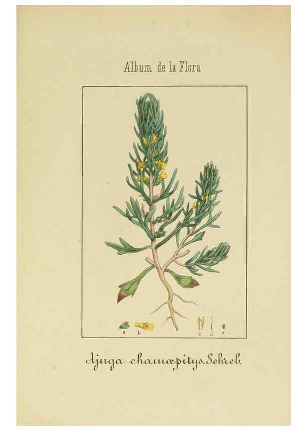 Reproducción/Reproduction 8157668330: Album de la flora médico-farmacéutica é industrial, indígena y exótica,. Madrid,Impr. de la Galeria literaria,1862-64.
