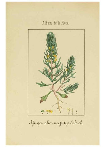 Reproducción/Reproduction 8157668330: Album de la flora médico-farmacéutica é industrial, indígena y exótica,. Madrid,Impr. de la Galeria literaria,1862-64.