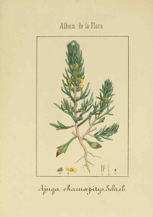 Reproducción/Reproduction 8157668330: Album de la flora médico-farmacéutica é industrial, indígena y exótica,. Madrid,Impr. de la Galeria literaria,1862-64.