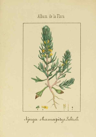 Reproducción/Reproduction 8157668330: Album de la flora médico-farmacéutica é industrial, indígena y exótica,. Madrid,Impr. de la Galeria literaria,1862-64.